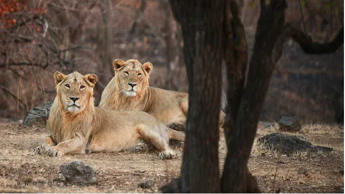 Gir National Park